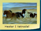 Hestar I Vatnsdal