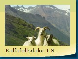 Kalfafellsdalur I Sudursveit