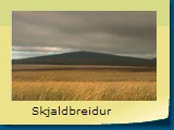 Skjaldbreidur